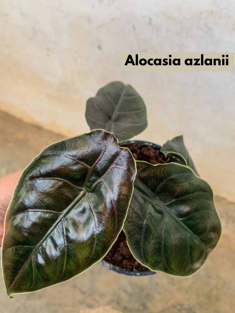 Alocasia Azlanii