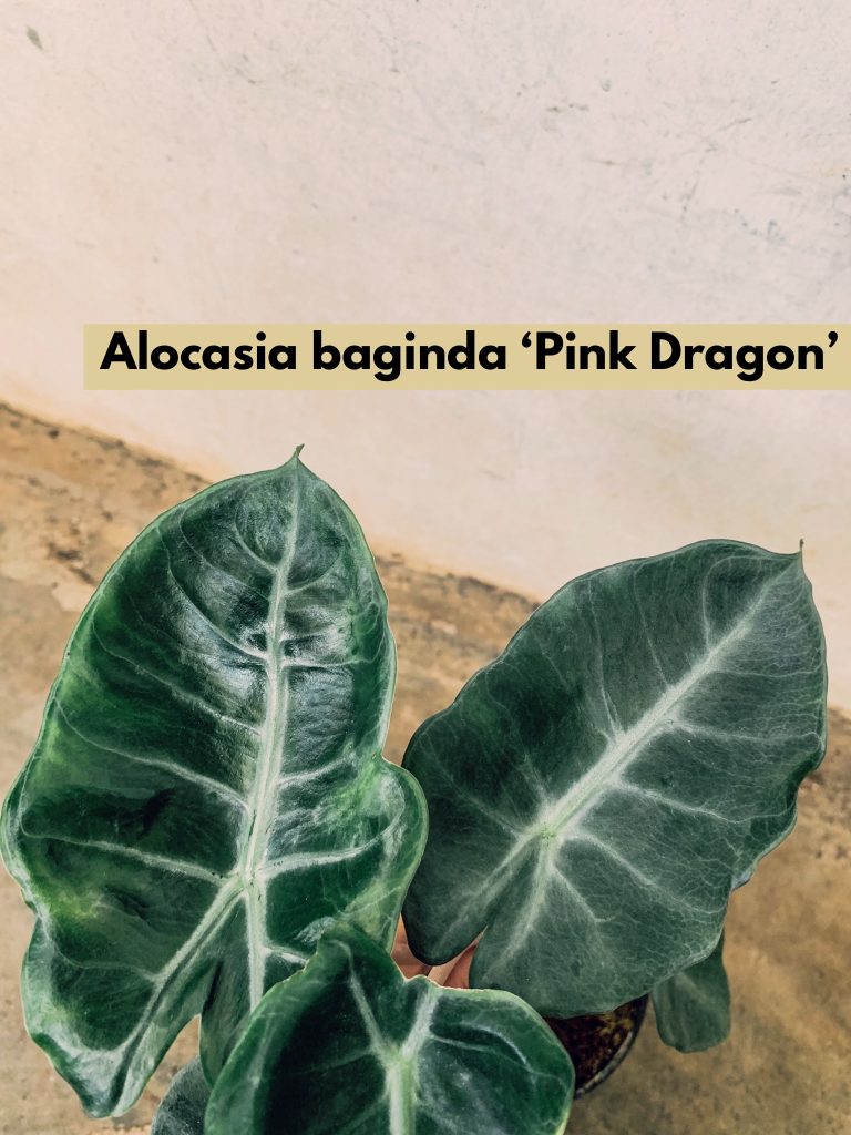 Alocasia Baginda Pink Dragon