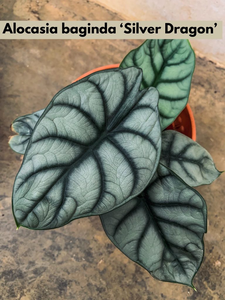 Alocasia Baginda Silver Dragon