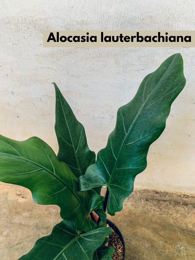 Alocasia Lauterbachiana