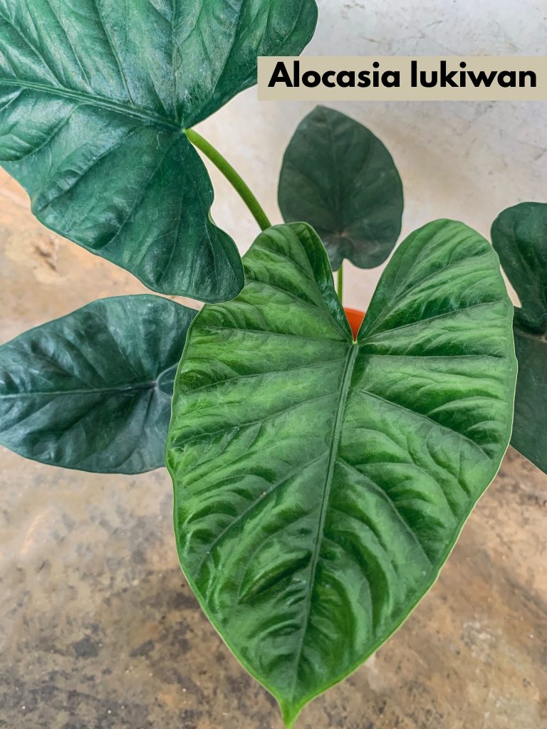 Alocasia Lukiwan