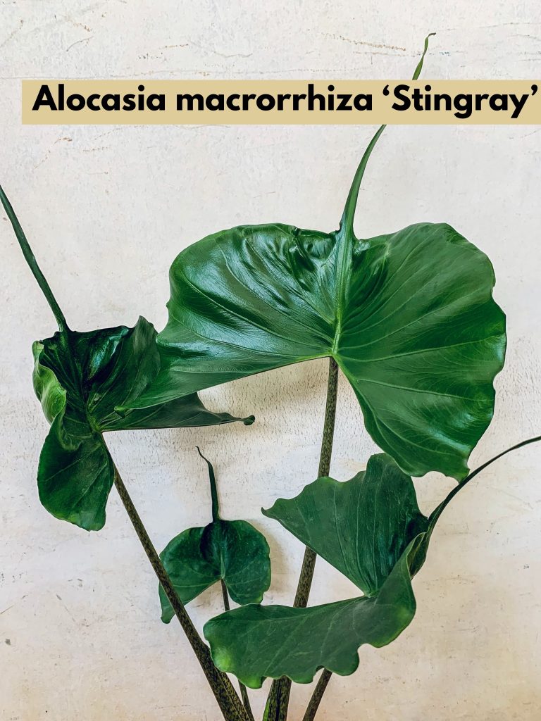 Alocasia Macrorrhiza Stingray