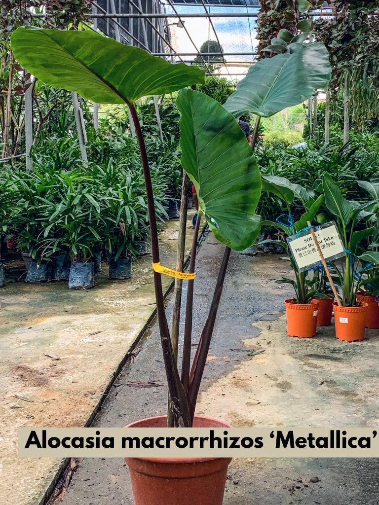 Alocasia Macrorrhizos Metallica