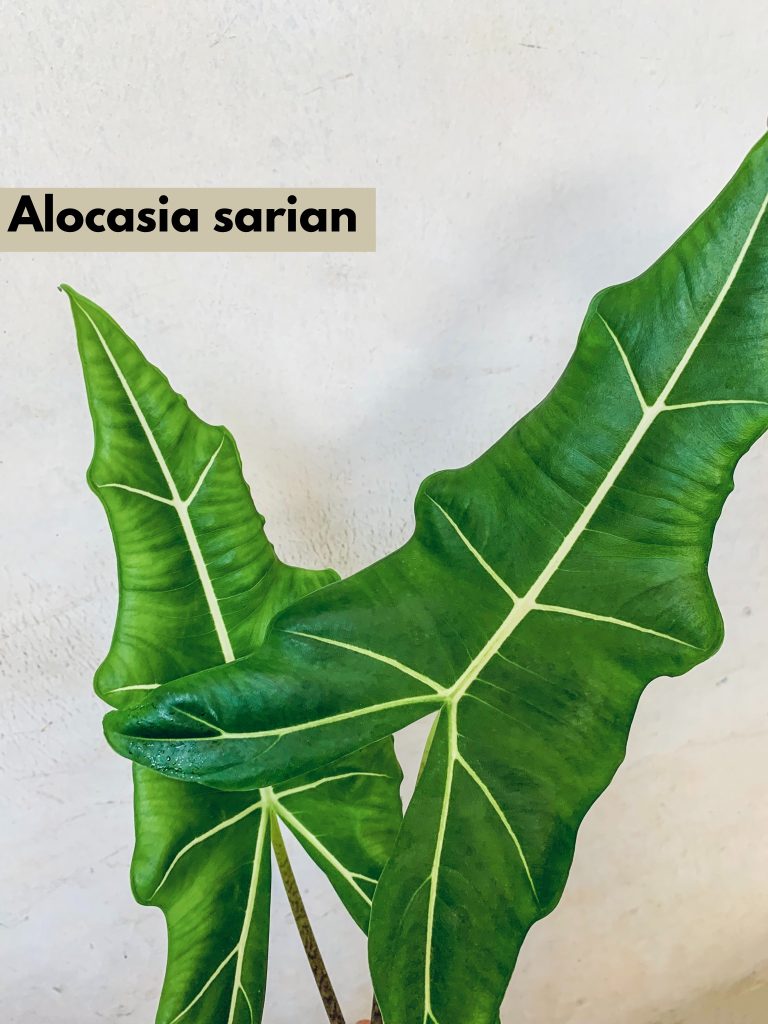 Alocasia Sarian