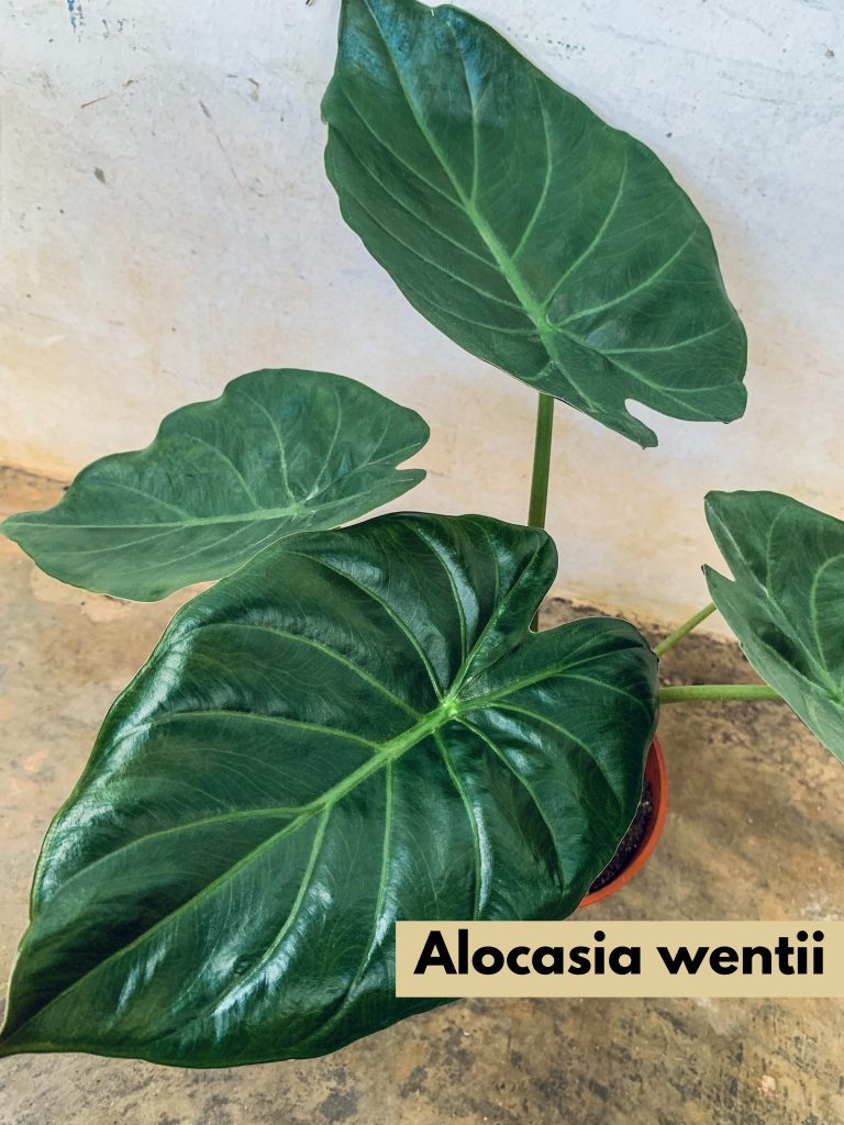 Alocasia Wentii