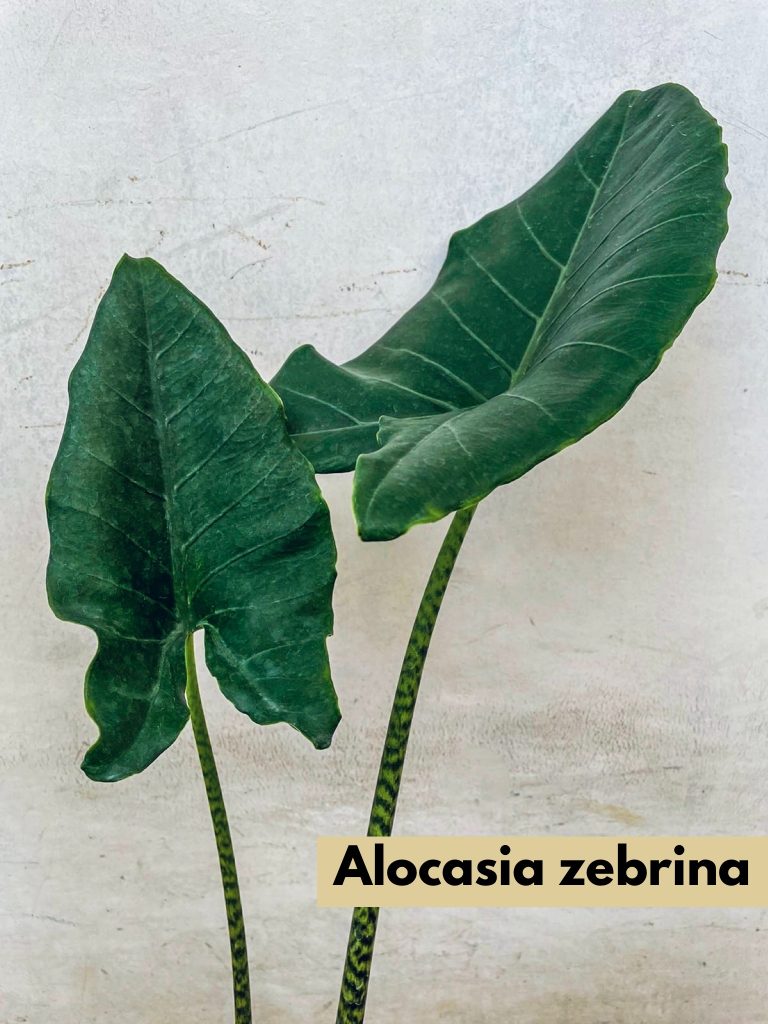 Alocasia Zebrina