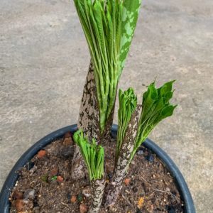 Amorphophallus paeoniifolius (Elephant Foot Yam)