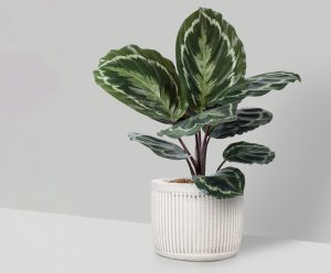 Calathea