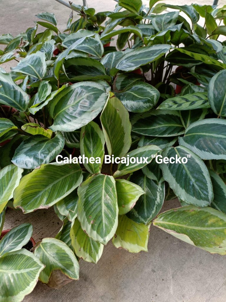 Calathea Bicajoux Gecko - WF