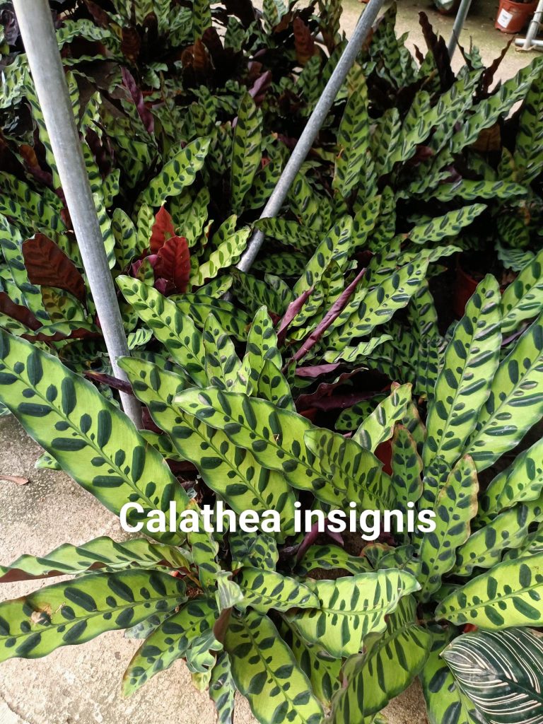 Calathea insignis lancifolia