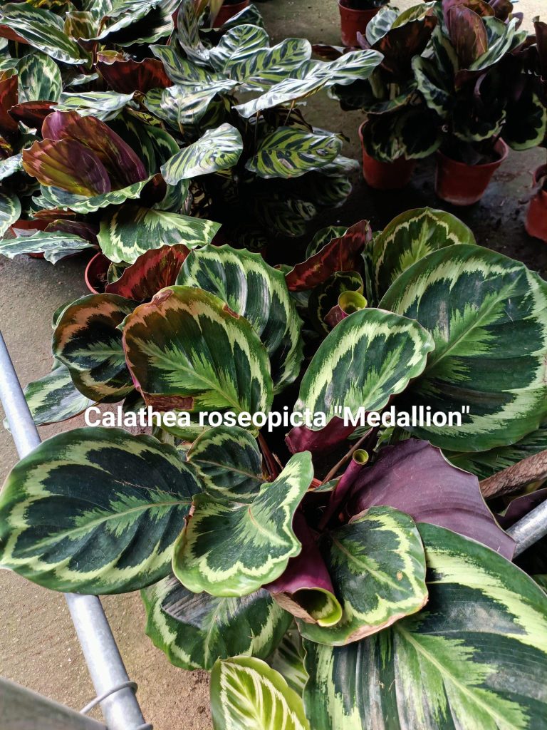 Calathea roseopicta medallion