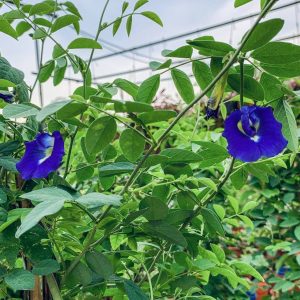 Clitoria ternatea (Blue Pea)