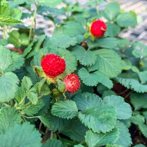 Duchesnea indica (Indian Mock Strawberry)