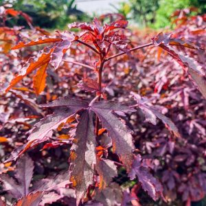 Hibiscus acetosella (Cranberry Hibiscus)