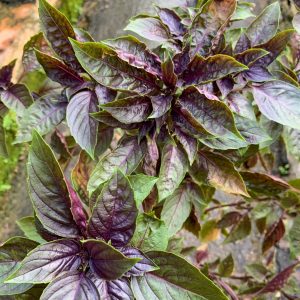 Ocimum basilicum var. purpurascens (Purple Basil)