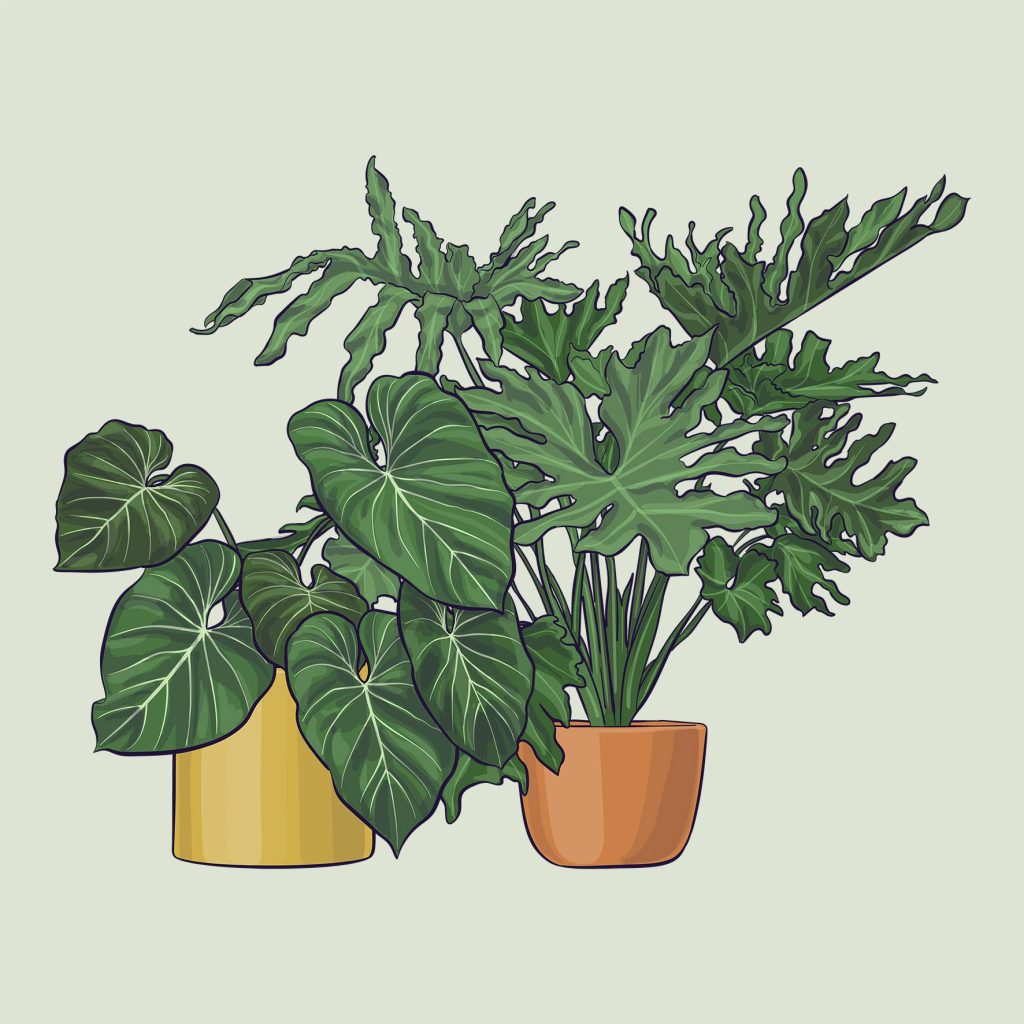 Philodendron gloriosum and Philodendron selloum