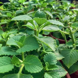 Plectranthus amboinicus (Indian Borage)