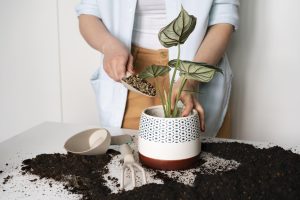 Repotting Your Plants