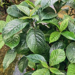 Strobilanthes crispus (Black Face General)