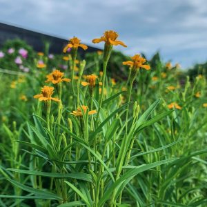 Tagetes lucida (Mexican Tarragon)