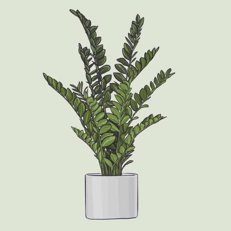 Zamioculcas zamiifolia (ZZ Plant)