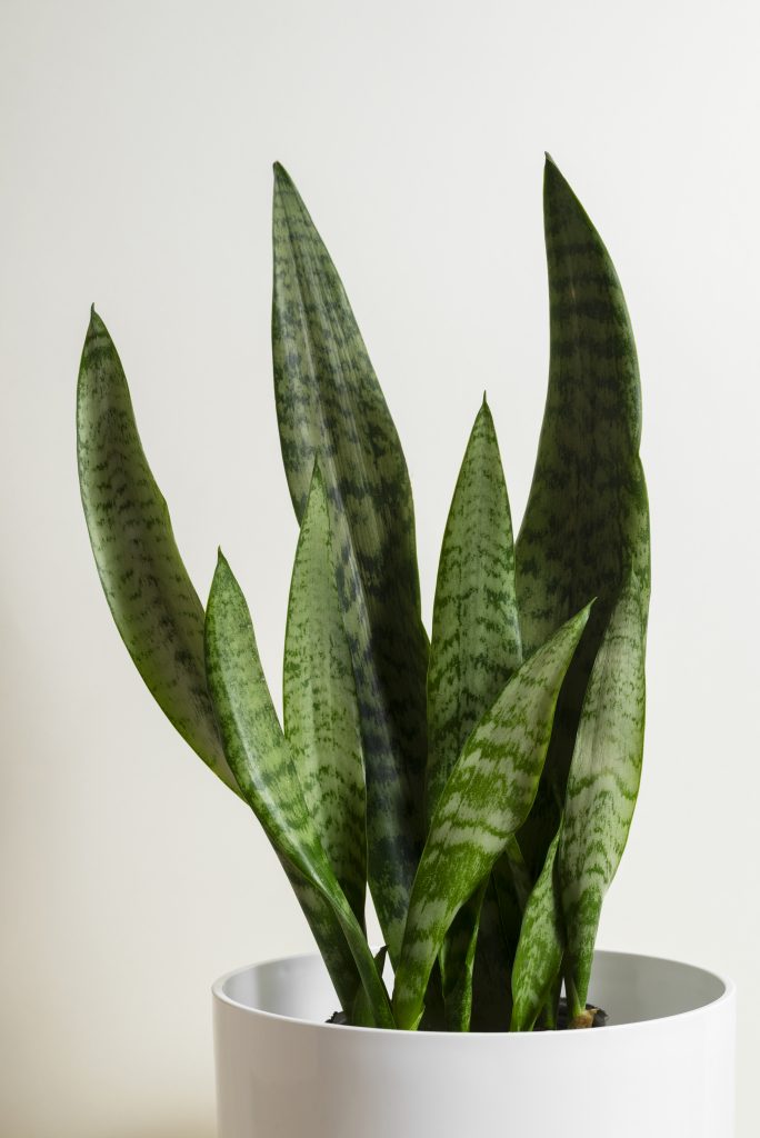 Snake Plant