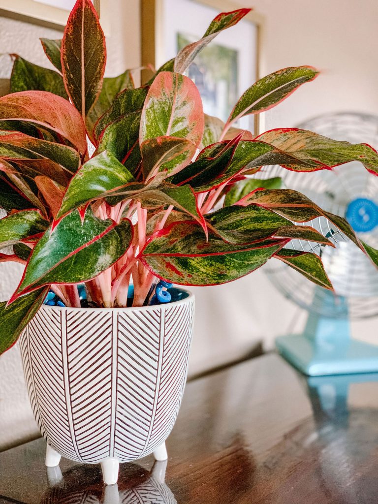 Red Chinese Evergreen