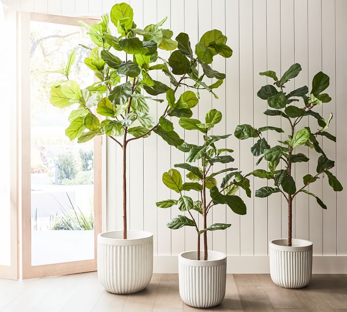 Fiddle Leaf Fig trees