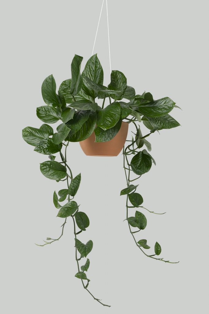 Hanging Pothos plant 