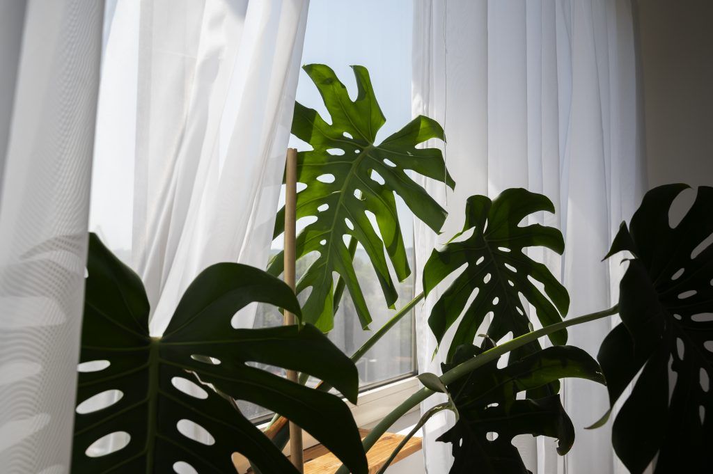 Monstera Indoors